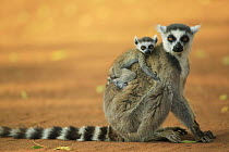 Ring-tailed Lemur (Lemur catta) mother with baby clinging to her back, vulnerable, Berenty Private Reserve, Madagascar