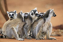 Ring-tailed Lemur (Lemur catta) group of females with young, vulnerable, Berenty Private Reserve, Madagascar