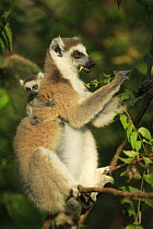 Ring-tailed Lemur (Lemur catta) mother feeding on leaves with baby clinging to her back, vulnerable, Berenty Private Reserve, Madagascar