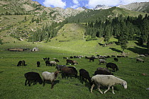 Domestic Sheep (Ovis aries) group, free ranging, grazing, Kyrgyzstan