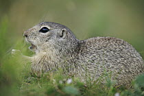Tien Shan Ground Squirrel (Spermophilus relictus) eating grasses, Kyrgyzstan