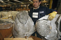 African Elephant (Loxodonta africana) feet, hunting trophies that get checked in customs in regard to CITES and local law, France