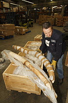 African Elephant (Loxodonta africana) tusk, hunting trophies that get checked in customs in regard to CITES and local law, France