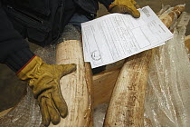 African Elephant (Loxodonta africana) tusk, hunting trophies that get checked in customs in regard to CITES and local law, France