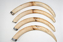 African Elephant (Loxodonta africana) tusks without CITES documentation are seized by customs, France