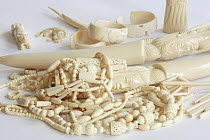 African Elephant (Loxodonta africana) ivory items without CITES documentation are seized by customs, France