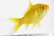 Goldfish (Carassius auratus) in an aquarium, France