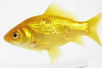 Goldfish (Carassius auratus) in an aquarium, France