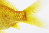 Goldfish (Carassius auratus) tail, France