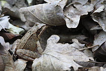 Agile Frog (Rana dalmatina) in leaf litter, France
