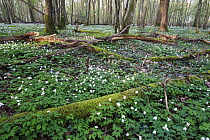 Wood Anemone (Anemone nemorosa) flowers covering forest floor, France