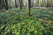 Wood Anemone (Anemone nemorosa) flowers covering forest floor, France