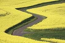 Field Mustard (Brassica rapa) fields and road, France