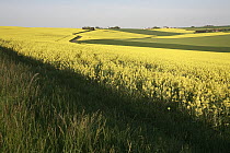 Field Mustard (Brassica rapa) field, France