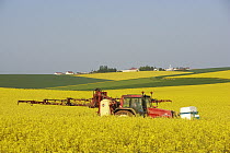 Field Mustard (Brassica rapa) field, France