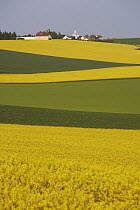 Field Mustard (Brassica rapa) field and village, France