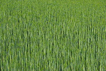 Barley (Hordeum sp) field, France