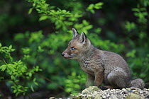 Red Fox (Vulpes vulpes) pup next to den, Burgundy, France