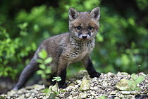 Red Fox (Vulpes vulpes) pup, Burgundy, France