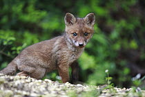 Red Fox (Vulpes vulpes) pup, Burgundy, France