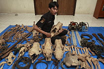 Sumatran Rhinoceros (Dicerorhinus sumatrensis) anti-poaching team member with confiscated artifacts, Way Kambas National Park, Sumatra, Indonesia
