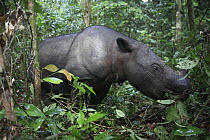 Sumatran Rhinoceros (Dicerorhinus sumatrensis) female eating leaves, Sumatran Rhino Sanctuary, Way Kambas National Park, Sumatra, Indonesia