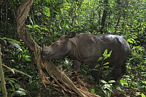 Sumatran Rhinoceros (Dicerorhinus sumatrensis) female eating bark, Sumatran Rhino Sanctuary, Way Kambas National Park, Sumatra, Indonesia