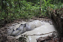 Sumatran Rhinoceros (Dicerorhinus sumatrensis) female in waterhole, Sumatran Rhino Sanctuary, Way Kambas National Park, Sumatra, Indonesia