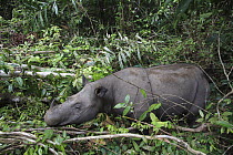 Sumatran Rhinoceros (Dicerorhinus sumatrensis) female, Sumatran Rhino Sanctuary, Way Kambas National Park, Sumatra, Indonesia