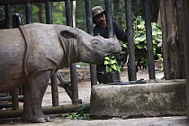 Sumatran Rhinoceros (Dicerorhinus sumatrensis), a formerly wild animal accustomed to humans placed into enclosure for her own protection against poachers, Sumatran Rhino Sanctuary, Way Kambas National...