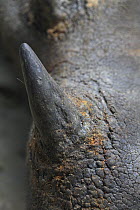 Sumatran Rhinoceros (Dicerorhinus sumatrensis) horn, Sumatran Rhino Sanctuary, Way Kambas National Park, Sumatra, Indonesia