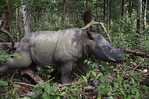 Sumatran Rhinoceros (Dicerorhinus sumatrensis) female walking, Sumatran Rhino Sanctuary, Way Kambas National Park, Sumatra, Indonesia