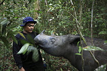 Sumatran Rhinoceros (Dicerorhinus sumatrensis), a formerly wild animal accustomed to humans placed into enclosure for her own protection against poachers eating leaves next to keeper, Sumatran Rhino S...