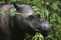 Sumatran Rhinoceros (Dicerorhinus sumatrensis) female eating leaves, Sumatran Rhino Sanctuary, Way Kambas National Park, Sumatra, Indonesia