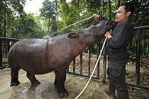 Sumatran Rhinoceros (Dicerorhinus sumatrensis), a formerly wild animal accustomed to humans placed into enclosure for her own protection against poachers, Sumatran Rhino Sanctuary, Way Kambas National...