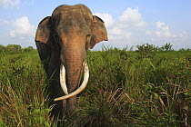 Asian Elephant (Elephas maximus), Way Kambas National Park, Sumatra, Indonesia