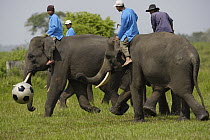 Asian Elephant (Elephas maximus) group with men riding on their backs playing soccer, Way Kambas National Park, Sumatra, Indonesia