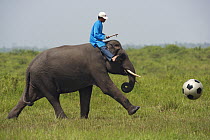 Asian Elephant (Elephas maximus) with man riding on its back playing soccer, Way Kambas National Park, Sumatra, Indonesia