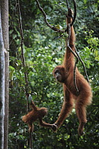 Sumatran Orangutan (Pongo abelii) mother and young hanging on lianas, Gunung Leuser National Park, Sumatra, Indonesia