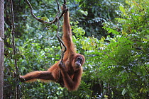 Sumatran Orangutan (Pongo abelii) female hanging on lianas, Gunung Leuser National Park, Sumatra, Indonesia