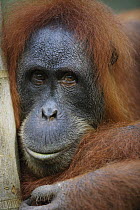 Sumatran Orangutan (Pongo abelii) male portrait, Gunung Leuser National Park, Sumatra, Indonesia
