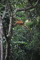 Sumatran Orangutan (Pongo abelii) stretching to reach hand hold, Gunung Leuser National Park, Sumatra, Indonesia