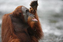 Sumatran Orangutan (Pongo abelii) drinking from stream, Gunung Leuser National Park, Sumatra, Indonesia