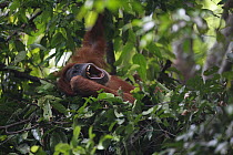Sumatran Orangutan (Pongo abelii) yawning in leaf nest, Gunung Leuser National Park, Sumatra, Indonesia
