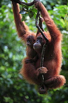 Sumatran Orangutan (Pongo abelii) mother and young, Gunung Leuser National Park, Sumatra, Indonesia