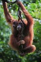 Sumatran Orangutan (Pongo abelii) mother and young, Gunung Leuser National Park, Sumatra, Indonesia