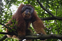 Sumatran Orangutan (Pongo abelii) male, Gunung Leuser National Park, Sumatra, Indonesia