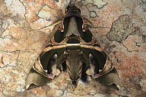 Saturniid Moth (Saturniidae), Way Kambas National Park, Sumatra, Indonesia