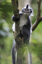 North Sumatran Leaf Monkey (Presbytis thomasi), Gunung Leuser National Park, Sumatra, Indonesia