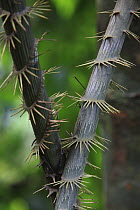 Rattan Palm (Calamus rotang) trunks, Gunung Leuser National Park, Sumatra, Indonesia